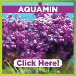 Aquamin