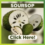 Soursop