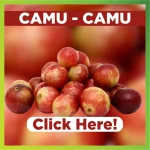 CAMU - CAMU